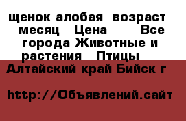 щенок алобая .возраст 1 месяц › Цена ­ 7 - Все города Животные и растения » Птицы   . Алтайский край,Бийск г.